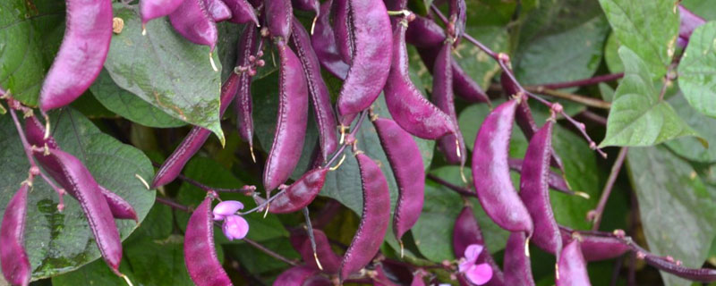紫色荷兰豆又叫什么（荷兰豆是什么颜色）