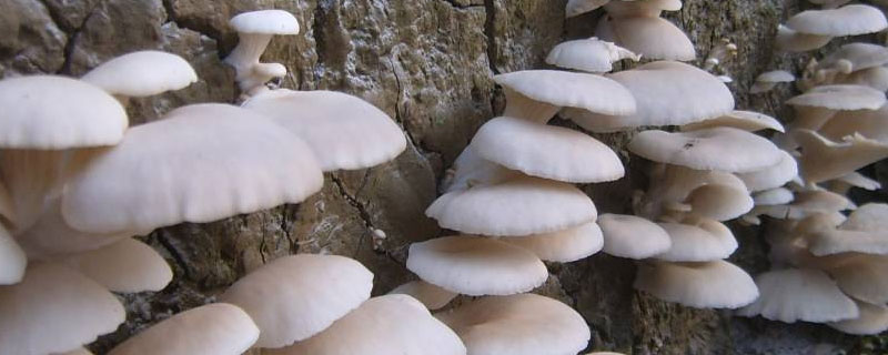平菇菌包制作配方 平菇菌包的原料配方