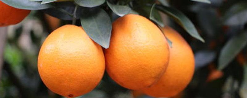 江西赣南脐橙在什么地方 赣州市最出名的脐橙在哪里