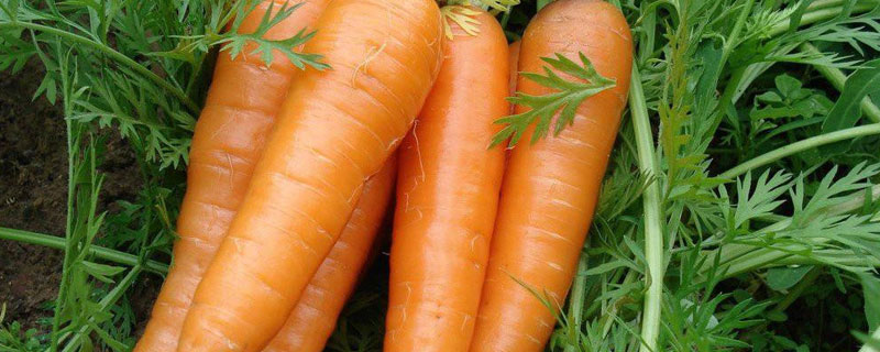 胡萝卜和红萝卜的区别（胡萝卜和红萝卜的区别和功效）