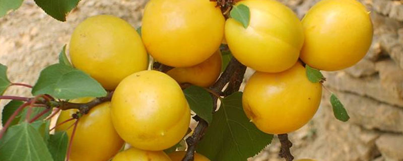 油杏亩产量 一亩珍珠油杏收入多斤