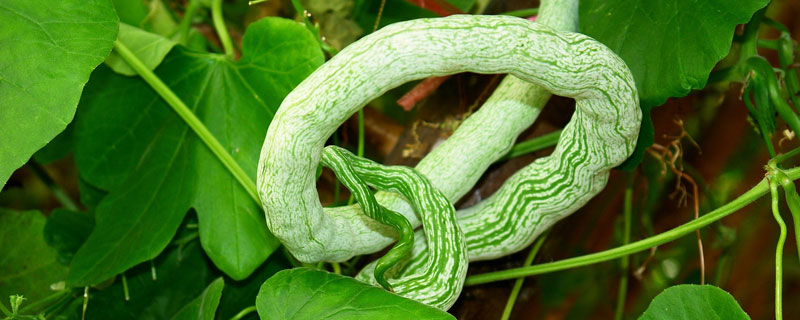 蛇瓜成熟需要多长时间 蛇瓜什么时候成熟