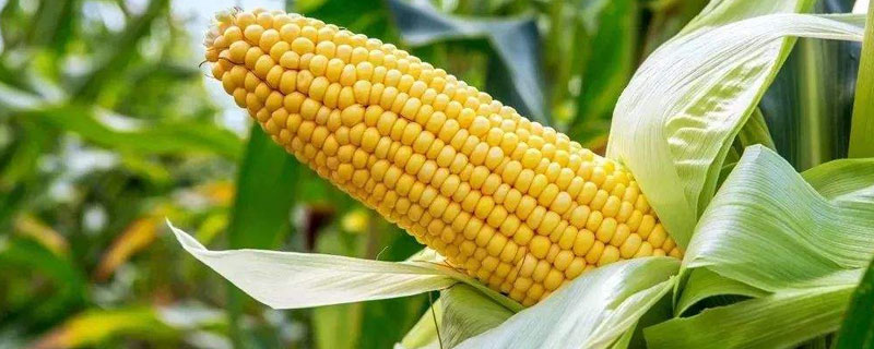 农作物玉米的生长过程 玉米地生长过程