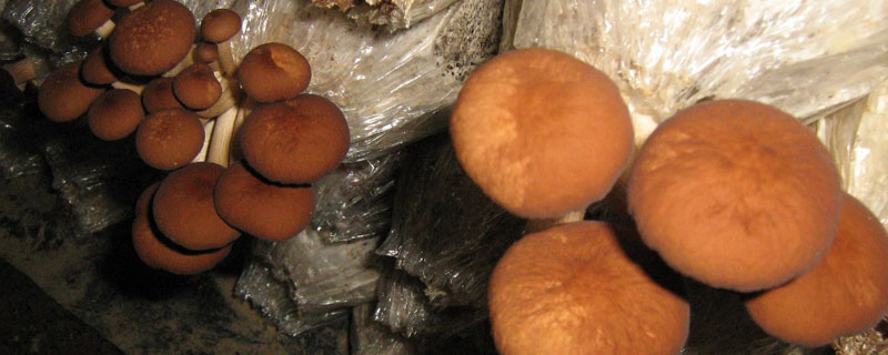 为什么干茶树菇有一股臭味 茶树菇为什么有臭味