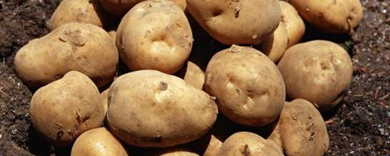 马铃薯无氧呼吸产物为什么是乳酸