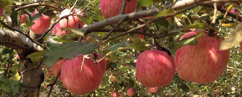 中国培育的苹果品种 国内选育的苹果新品种