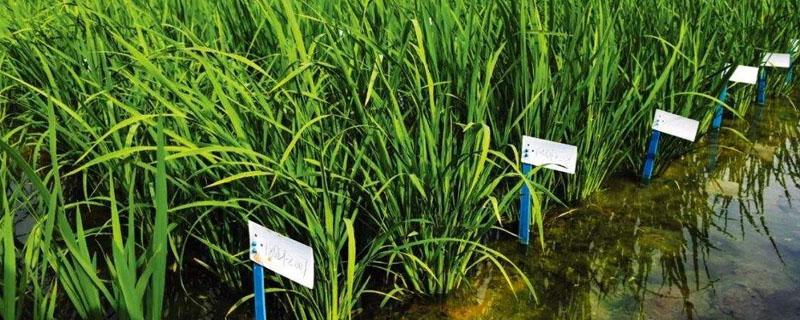 海水稻是什么植物 海水稻是什么