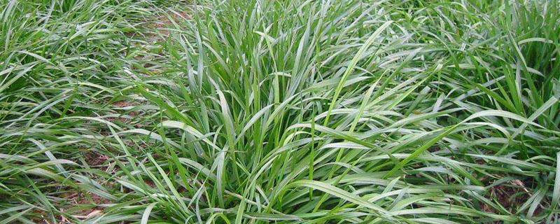 黑麦草冬天可以播种吗 冬天黑麦草什么时候播种