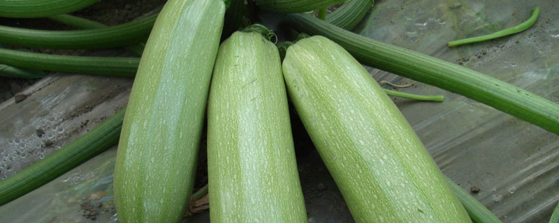葫芦瓜属于哪个季节的蔬菜 西葫芦是什么季节的蔬菜