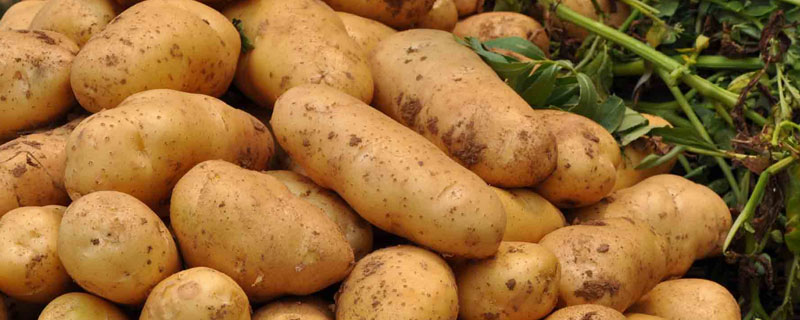 马铃薯的保鲜方法 马铃薯冬季储存方法