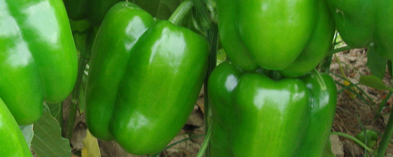 青椒和红椒的区别 青椒和辣椒的区别
