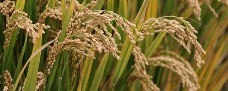 天农13水稻品种 天农3水稻品种