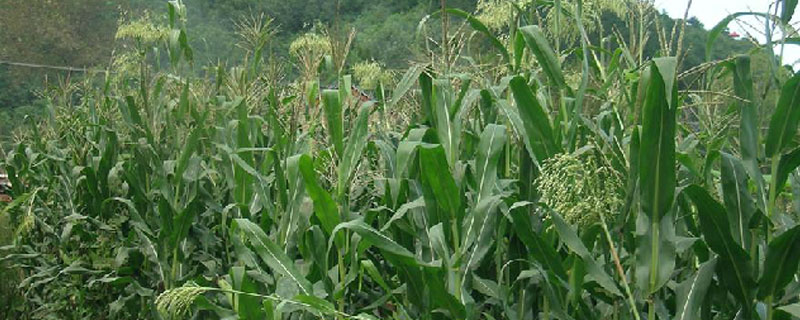 牧草甜高粱一亩地多少斤产量 甜高粱一亩产草多少吨