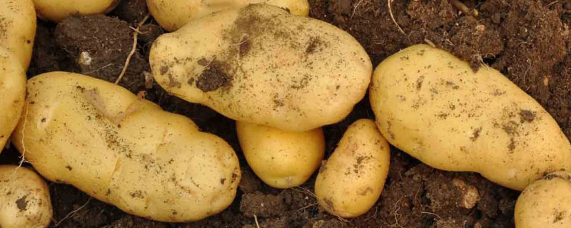 土豆发芽了怎么种植 家里土豆发芽了怎么种植
