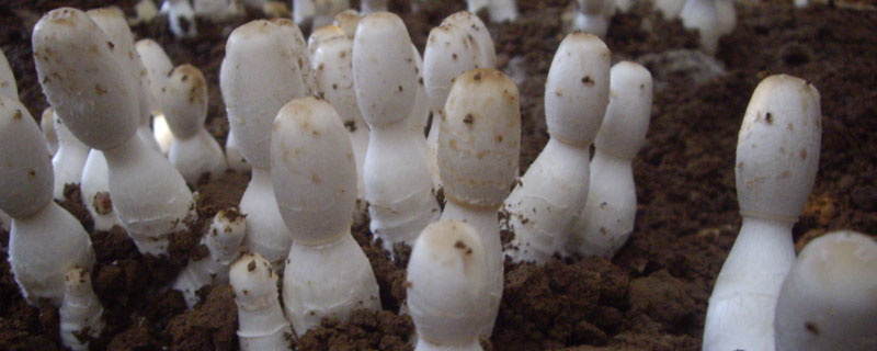 鸡腿菇种植培养料配方 鸡腿菇培养料配方