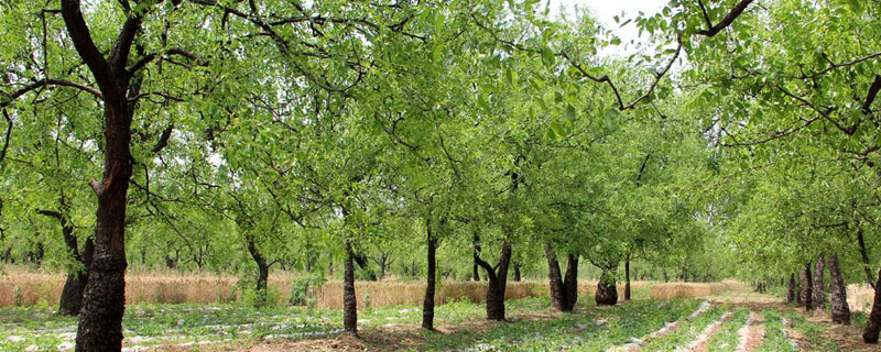 枣树能长多大 枣树每年长多少