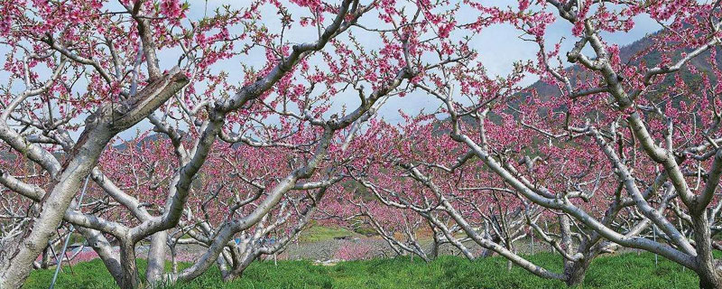 桃树的花是什么颜色 桃树的花是什么颜色的图片
