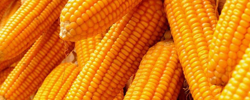 中地159玉米品种 中地159玉米种子介绍