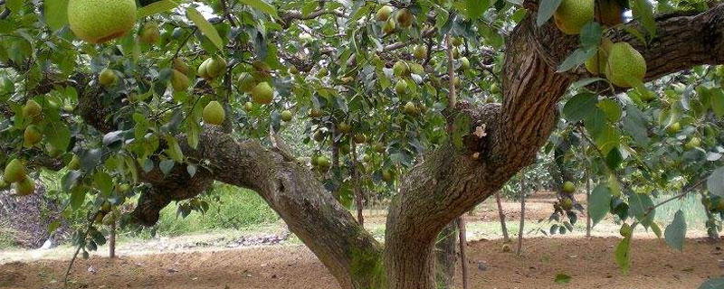 梨树根能生长有多深 梨树的根长什么样子