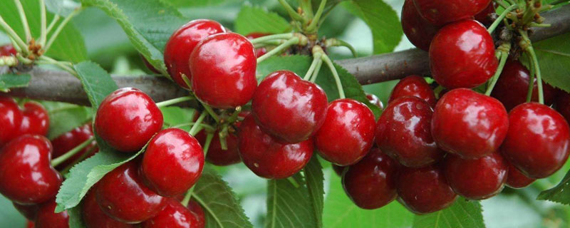 美国红樱桃和雷尼樱桃的区别 樱桃雷尼与佳红的区别