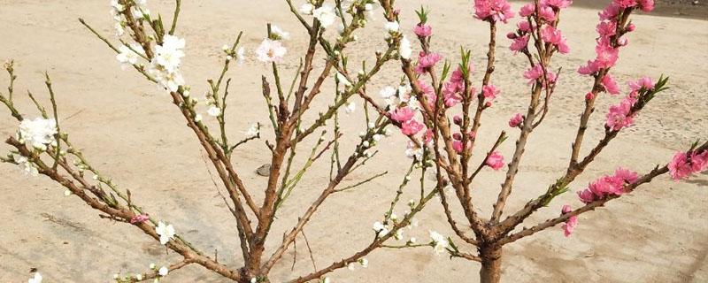 桃树怎么做造型 桃树盆景怎么捏造型