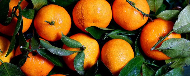 柑橘什么时候打促花药 柑桔促花特效药