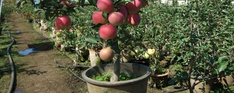 盆栽小苹果树怎么养殖 苹果树盆栽怎么养