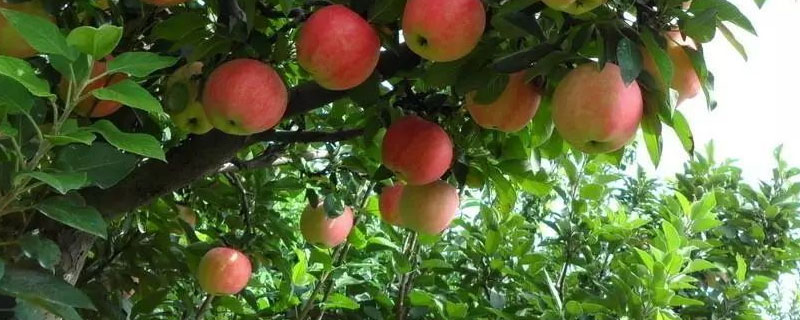 苹果树怎样育小苗 苹果树苗怎么育苗