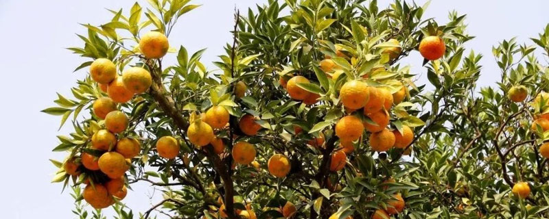 柑桔青苔什么时候可以喷药 柑橘什么时候打青苔