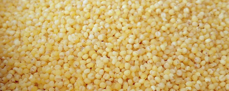大金苗小米和普通小米区别 大金苗小米和小金苗小米的区别