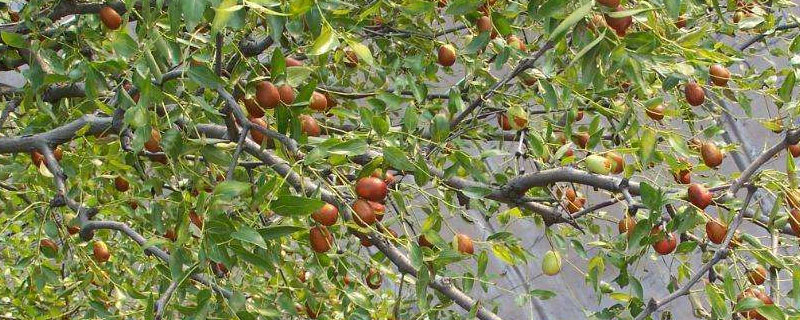 枣树每亩种多少棵 枣树每亩地栽多少棵