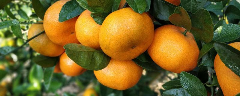 柑橘的种植与管理技术 柑桔载栽培技术