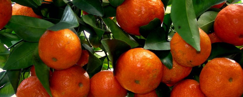 沙糖桔和橘子的区别 砂糖桔和橘子的区别