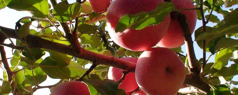 苹果树从春天到秋天结果的过程 苹果树从春天到秋天结果的过程图片