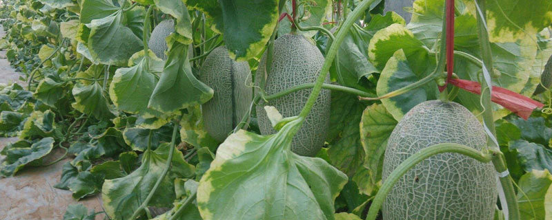 哈密瓜露地种植技术 哈密瓜的种植管理和技术