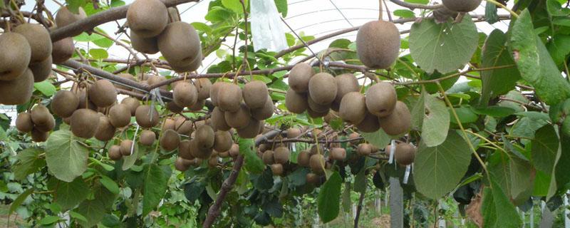 猕猴桃果苗什么时候可以种植 猕猴桃苗什么时候种植