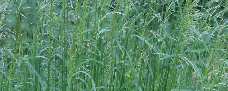 燕麦草北方亩产多少斤 燕麦草一亩地能产多少斤