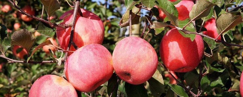 一亩苹果树能产多少 苹果树亩产量多少