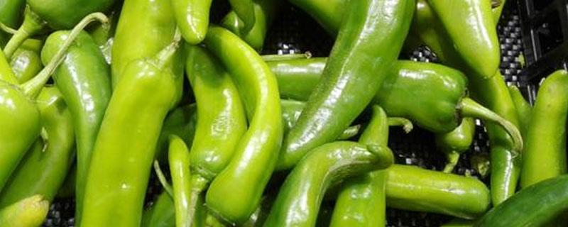 青椒种类和口味的区分 青椒种类