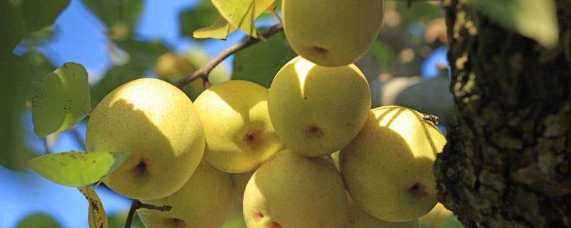 梨树一亩地种多少棵产量是多少 梨树每亩种植多少株