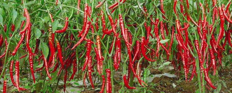 辣椒每亩种植多少棵 辣椒亩种植多少棵