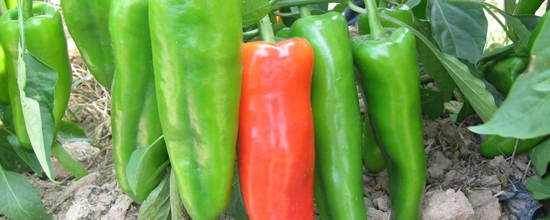 牛角椒可以自行留种吗 怎样种植牛角辣椒