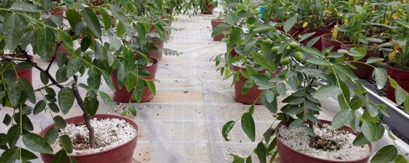 枣树盆栽种植方法 枣树怎样栽