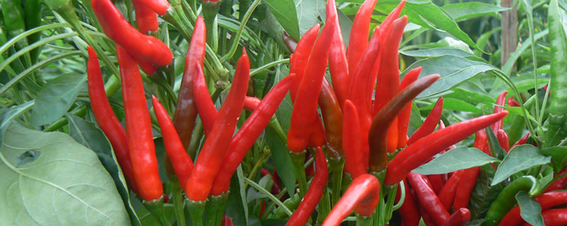 朝天椒熟了什么颜色 朝天椒发红就是成熟了吗