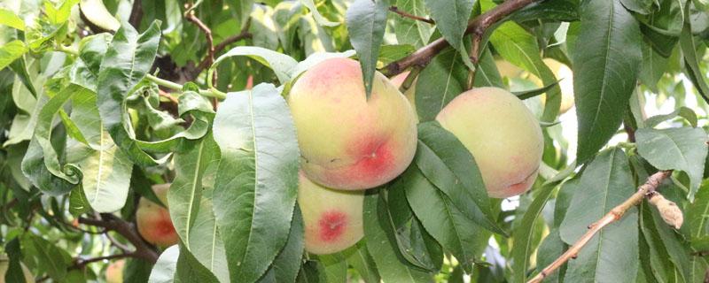 桃树几月份拉枝最好 桃树拉枝的时间