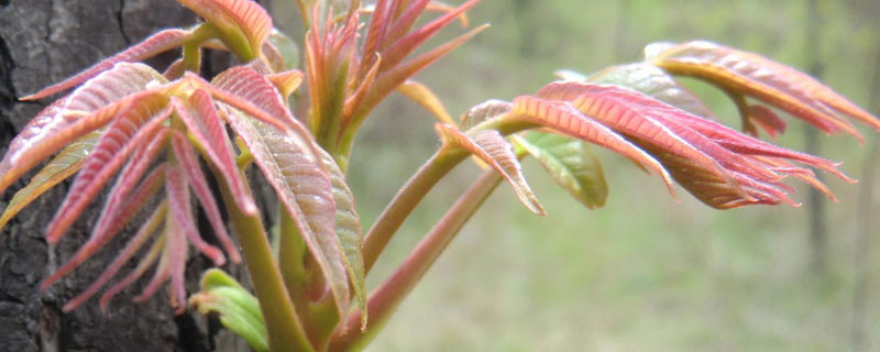 香椿大棚种植基地哪里有 哪里有种植香椿的基地