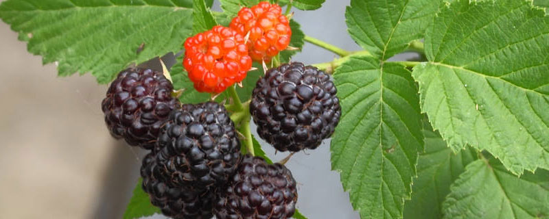 黑莓和桑葚的区别 云南黑莓和桑葚的区别