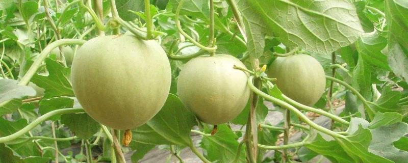 香瓜大棚一亩产多少斤 一亩香瓜能产多少公斤