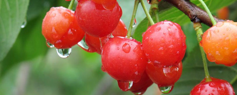全国樱桃种植条件和区域 樱桃种植条件和区域