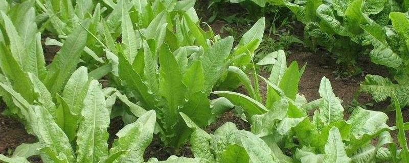 油麦菜耐寒冷大约多少度 油麦菜能耐多少度低温